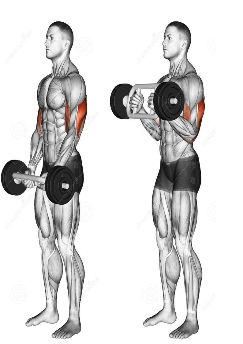 Oval Rod for Bicep and tricep Extension egg rod