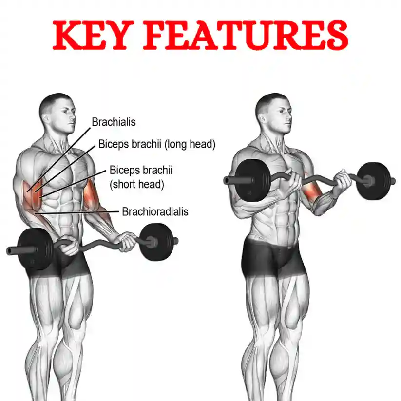 Best Fixed Barbell Fitness Equipment